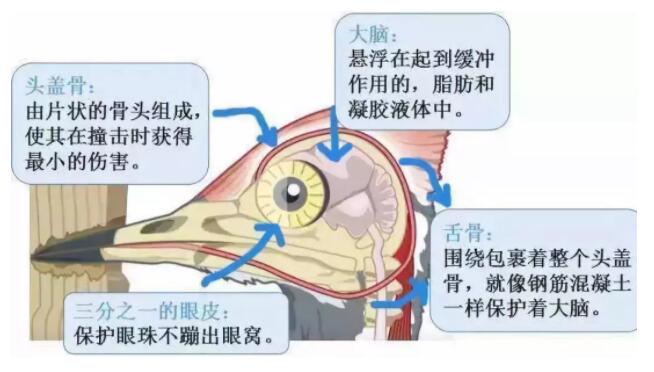 昆明安全帽，安全買冷知識(shí)你知道嗎？